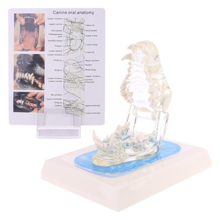 Transparent Hund Tänder Käke Tand Modell Anatomisk Undervisning Demonstration Veterinär Hund