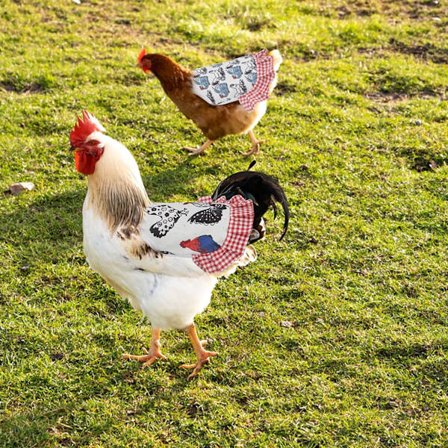 Sett med 4 standard hønse-seler med elastisk bånd for fjørfe