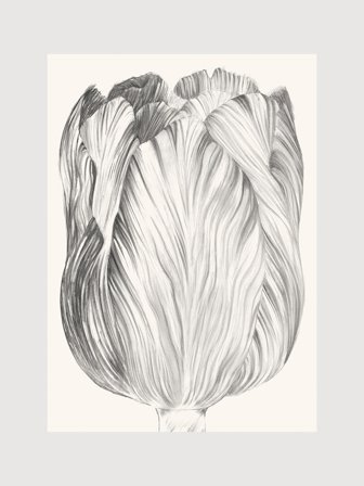 Poster med blyertsteckning av tulpan | Kunstary.com, 40x50 cm