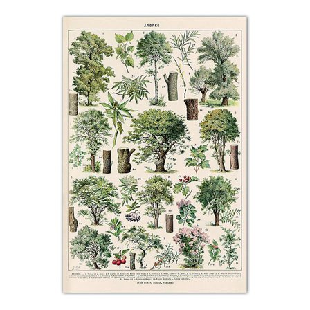 Puut Juliste Trees Print, Vintage Tree Image, Puutyypit (30 x 40 cm)