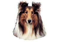 Collie hode - klistremerker