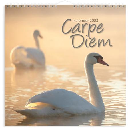 Väggkalender 2023 Carpe Diem Multifärg