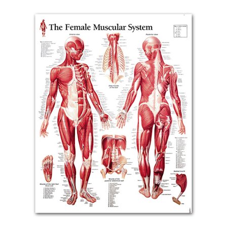 Kvinne Muskel System Lerret Plakat Anatomi Hengende Studio Dekorasjon Egnet for Hjem Skole Sykehus Restaurant (43x50cm)