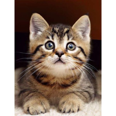 Målarset Bimkole - FBM-UK-SZ2036-15