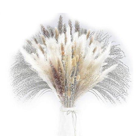 Tørret Pampasgræs, Pampas Pampas, Rørgræs Rør, Tørret Buket