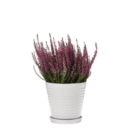 In Flore Lena Blomkruka Och Fat Krukor & vaser Vit