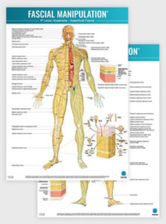 Fascial manipulation. 4th level poster: quadrants-superficial fascia Stecco