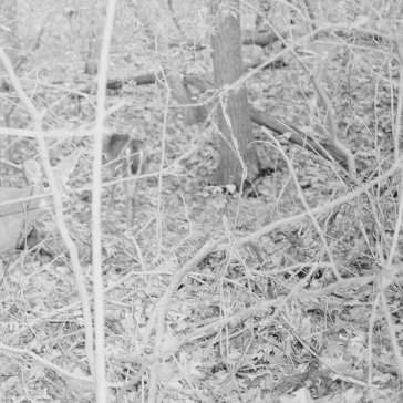 Bones for time TONGUE DEPRESSOR