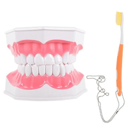 1 Set Standard Tandmodell Tandmunmodell Tandundervisningsmodell Tandmodell med Tandborste
