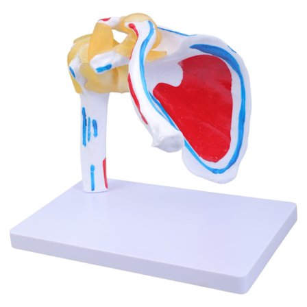 Anatomisk modell av skulderledd og muskelnerver Strukturmodell av menneskelig skulderleddsanatomi for pedagogisk trening