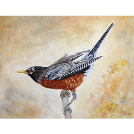 Morning Stretch American Robin