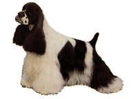 Amerikansk cocker spaniel svart/hvit - klistremerker