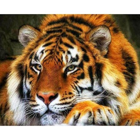 30x40cm, tigre 5d diamantmalet rhinestones broderi lærred