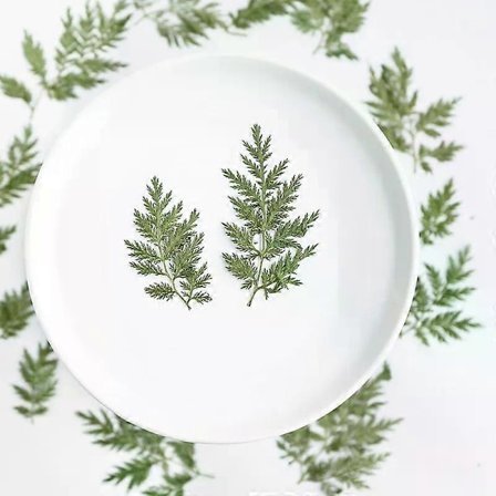 Stk. Tørrede Pressede Blomster Grønne Blade Lærkesporeblomster Små Tørre Konserverede Naturlige Bregner Ægte Tørrede Blade Planteblad til 