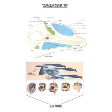 Cetacean sensation Sun Araw
