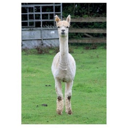 Kevin Milner Alpaca Countryside Gratulationskort En Storlek Flerfärgad