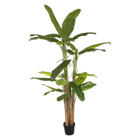 Kæmpe banantræ med potte 285 cm