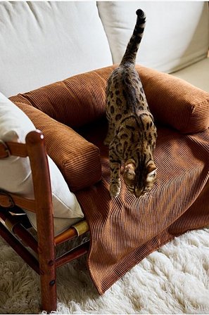 Jotex - Legowisko Dla Psa/kota Cm cynamonowy - KELSO - Kup Akcesoria dla zwierząt firmy Jotex