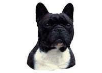 Fransk bulldog - klistremerker