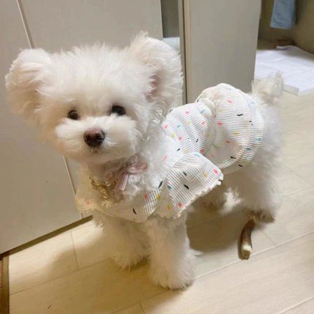 Dot Princess Kjole Kjæledyr Hundeklær Katt Trykk Skjørt Klær Hunder Tynn Liten Chihuahua Sommer Svart Hvit Pustende Jente Mops(M)