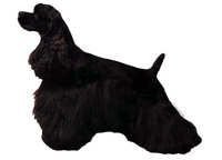 Amerikansk cocker spaniel svart - klistremerker