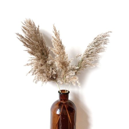 10x liten naturlig torkad pampas gräsrörsblomma
