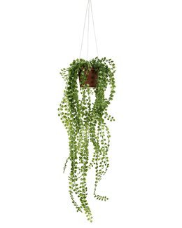 Konstväxt Pilea Grön - Linea