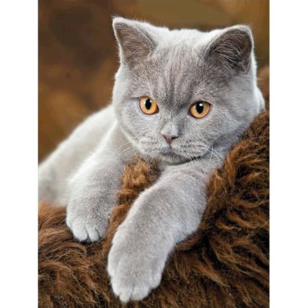 30x40cm, Kissan Timanttimaalaussetti Aikuisten Timanttibrodeeraus