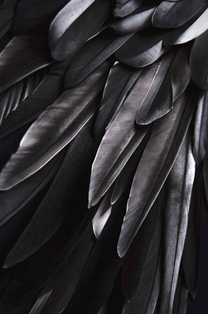 Malerifabrikken - Plakat Black wing - Sort - Posters - Fra Homeroom