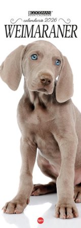 Weimaraner. Calendario 2026. Long