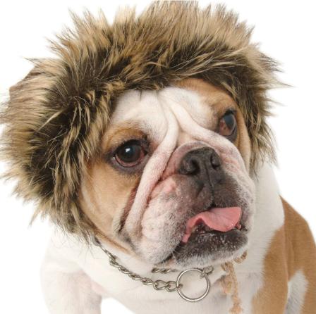 Leo Lion Luva - Hurtta, Julius-k9, Fuzzyard, Flexi, Ruffwear, Petstudio, Casual Canine, Dog is Good mm. på Doggie.se