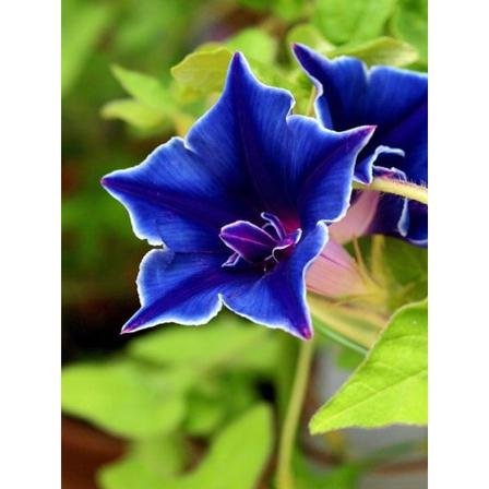 Blomma För Dagen Nil Blue Picotee 8 Frö