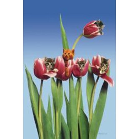 Cats in tulips