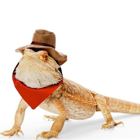 Skjeggagam Cowboyhatt og Halloween Øgle Reptil Kostyme Kult Kjæledyrhette Liten Dyre Hamster Antrekk Dress Cosplay Scu