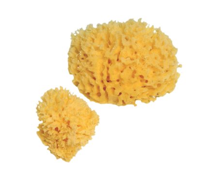 Spugna Naturale Mare Numero 3 Grande 1 Pezzo