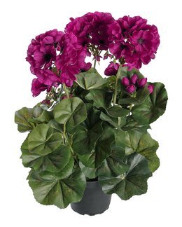 Konstväxt Pelargon 35 cm Lila