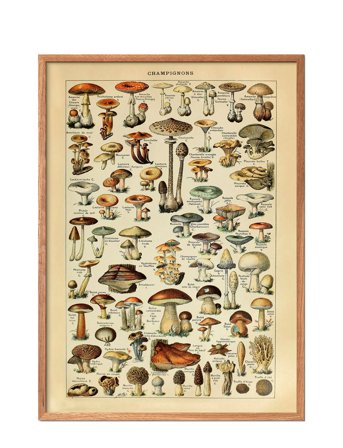 Poster & Frame Champignons - Multi/patterned - 30X40CM
