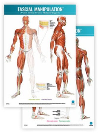 Fascial manipulation. 2nd level poster: centers of fusion-myofascial diagonals Stecco
