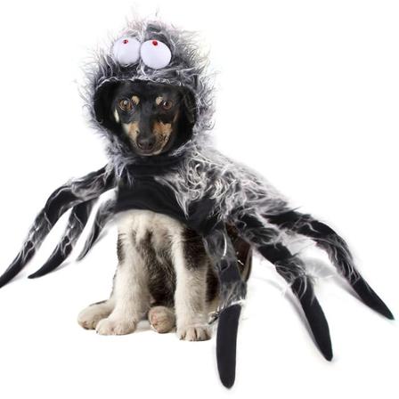 Sällskapsvalp Hund Spider Halloween Kappa Coat Klä Upp M