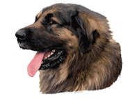 Leonberger - klistremerker