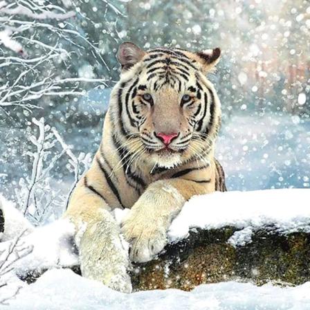 30 x 40 cm, tiikeri lumessa Timanttimaalaus Broderie Diama