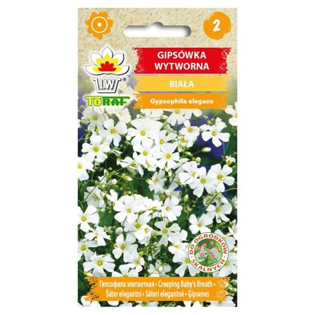 Frø af hvid sommerlilje - Let og luftig blomstring til blomsterbede og buketter