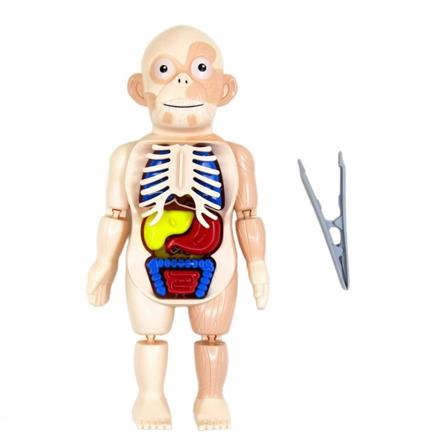Realistisk 3D Människokropp med organ Anatomi Pedagogiska DIY-leksaker Kroppsorgan för vetenskap Klassrumsdemonstration