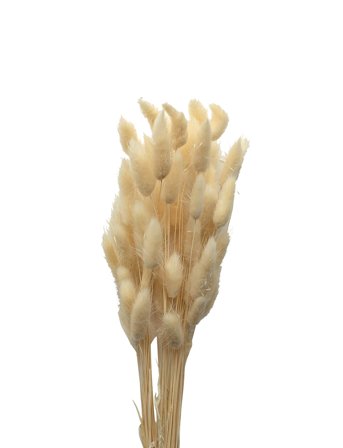 Dried Flowers Lagurus Ash White Cooee Design