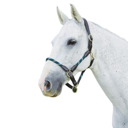 Kincade Läderrep Huvudkrage Pony Hunter Grön/brun