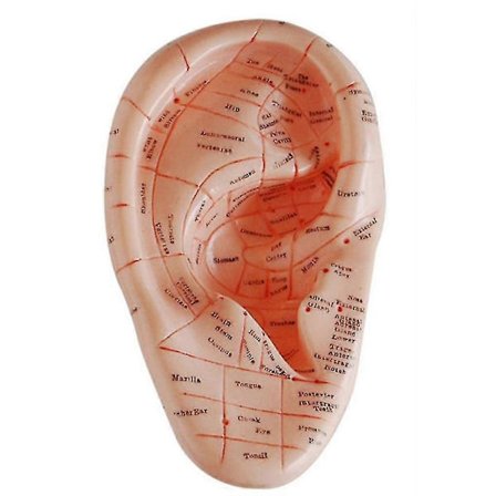 Engelsk versjon Øreakupunktur Ørepinner Modell Modell Aurikulær Applikasjonsmodell Øreakupunktur Poi Chumian