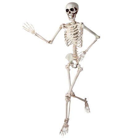 Taivutettava Luuranko Rekvisiitta 150 cm