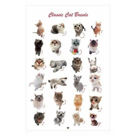 Classic cat breeds