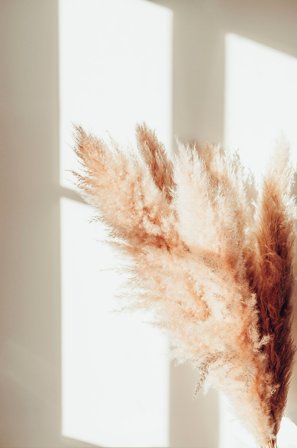 Venture Home - Juliste Pampas - Beige - Julisteet - 30X40 - - Homeroom