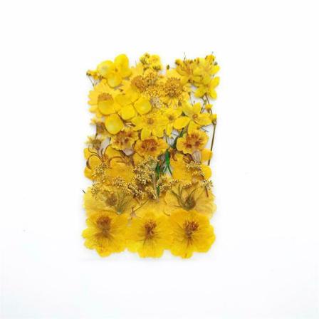 36-40x Äkta Pressade Torkade Blommor För Diy Epoxy Resin Je